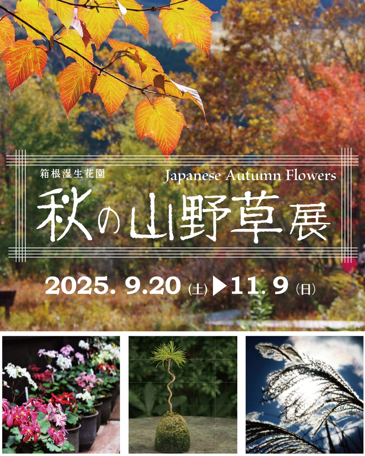 2025 秋の山野草展