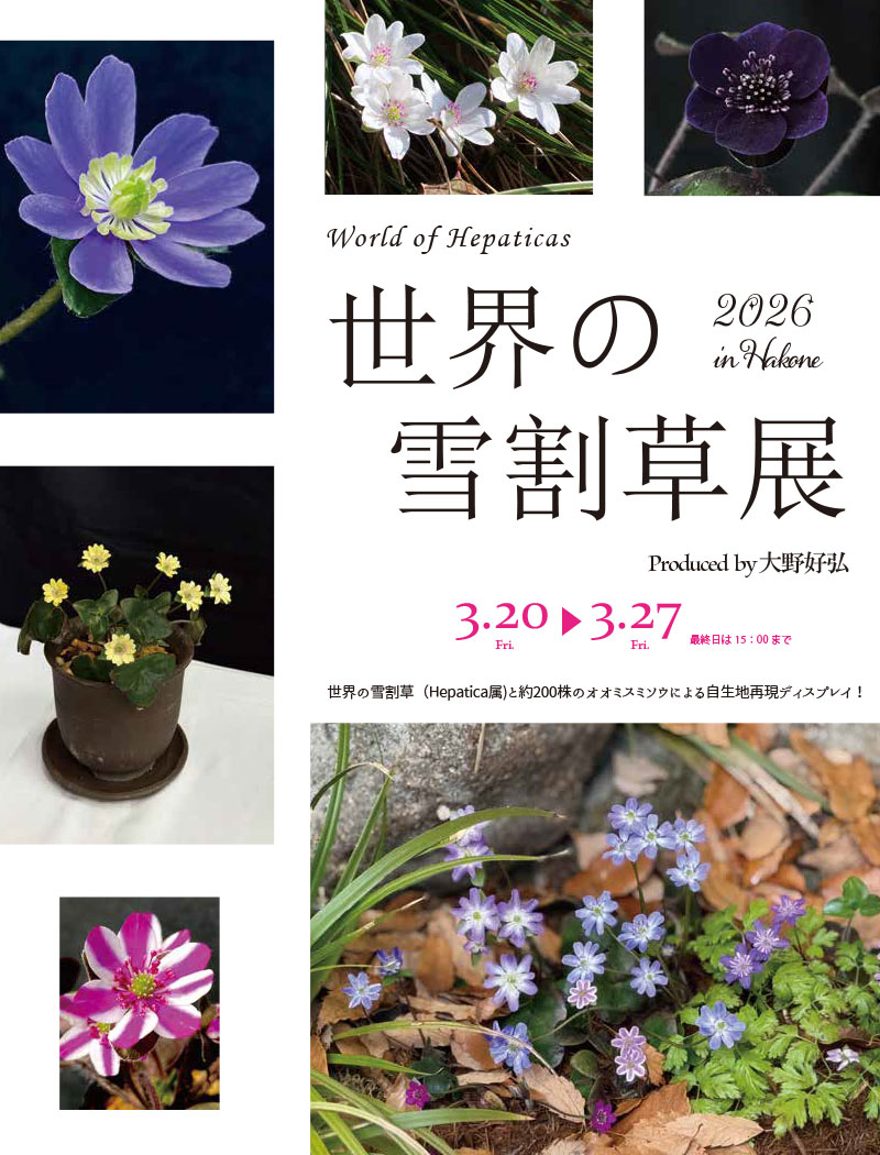 世界の雪割草展 in Hakone