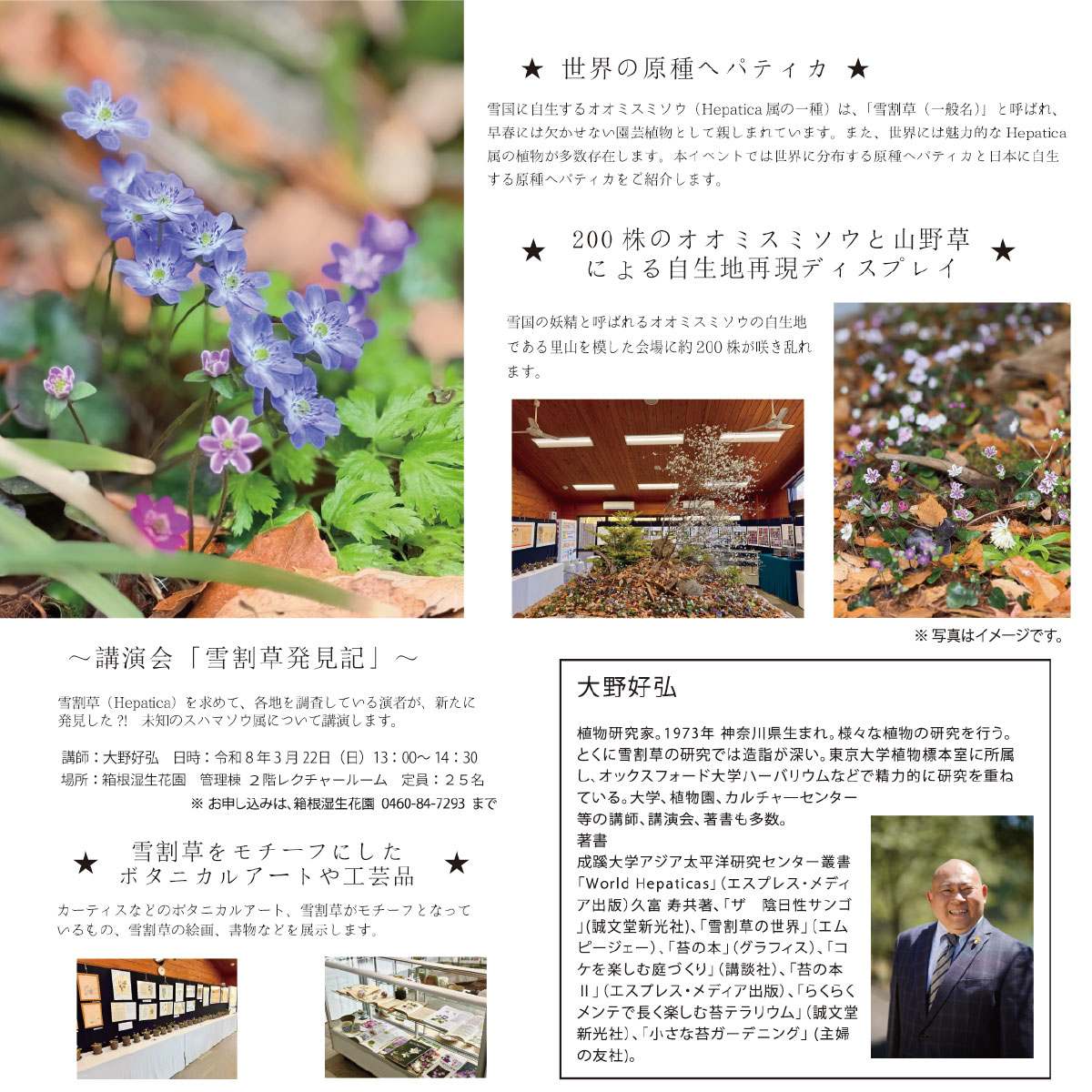 世界の雪割草展 in Hakone