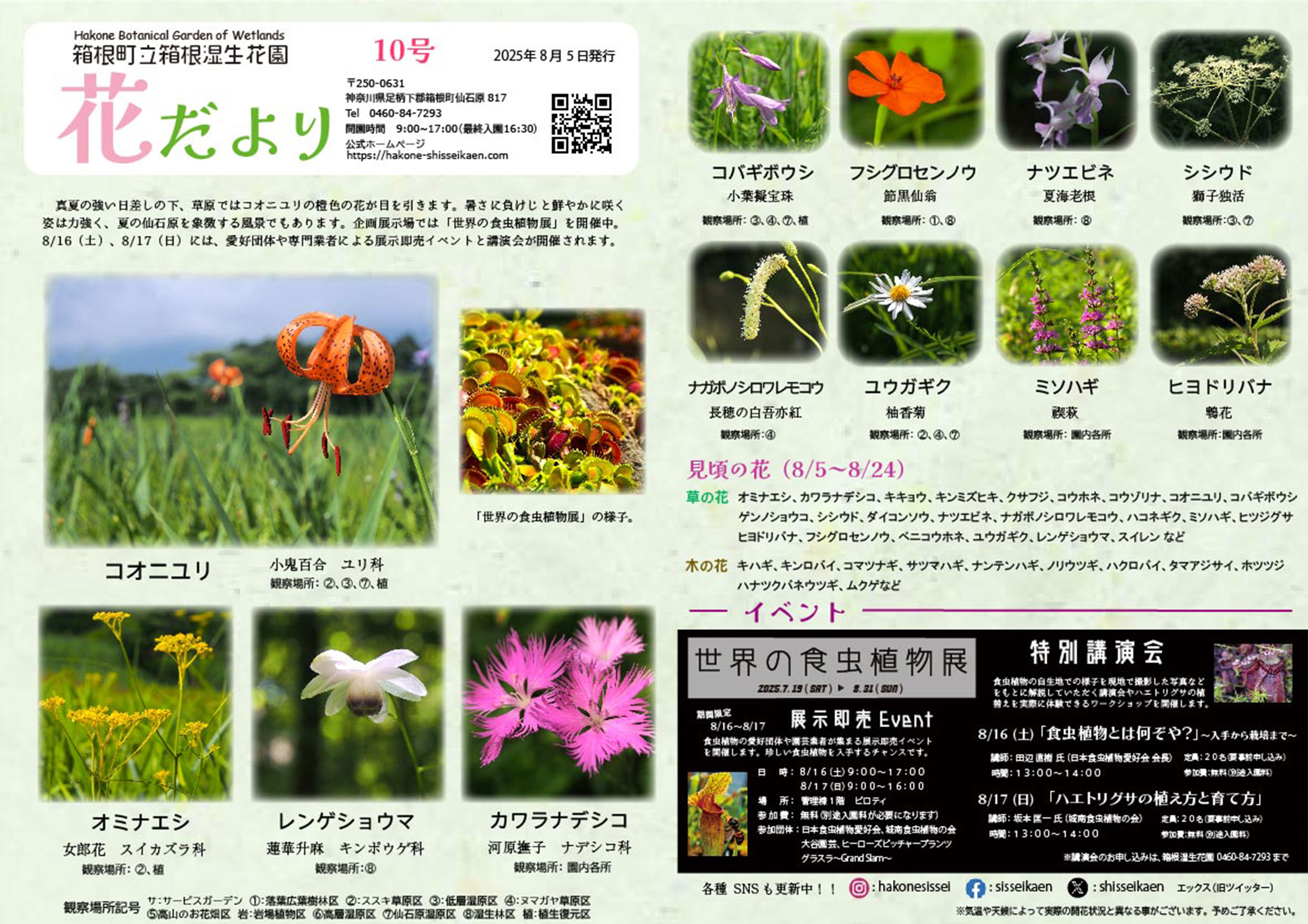 箱根 湿性花園 キスゲの咲く季節　パステル画 季節の花 夏|箱根湿生花園【公式】