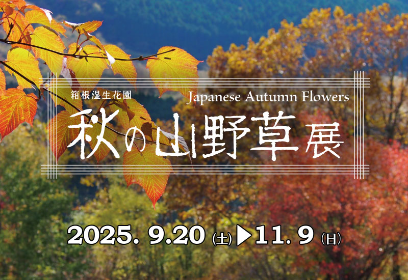 2025秋の山野草展