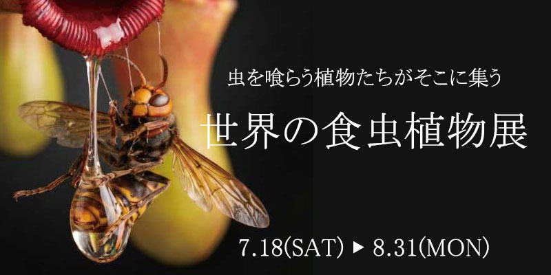 箱根湿生花園 世界の食虫植物展