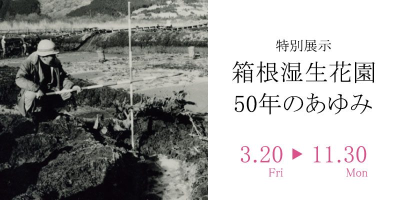 箱根湿生花園 50ねんのあゆみ