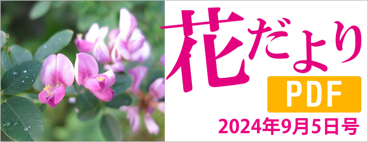 花だより2024年9月5日号