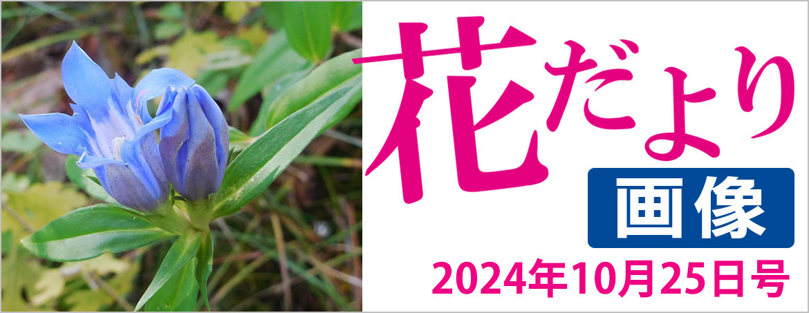 花だより2024年10月25日号