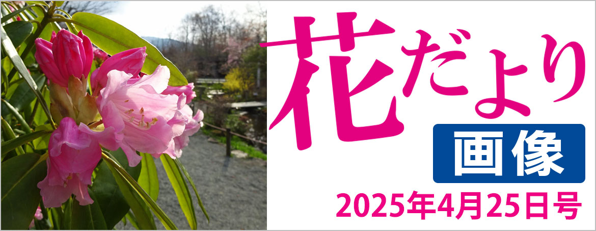 花だより2025年4月25日号