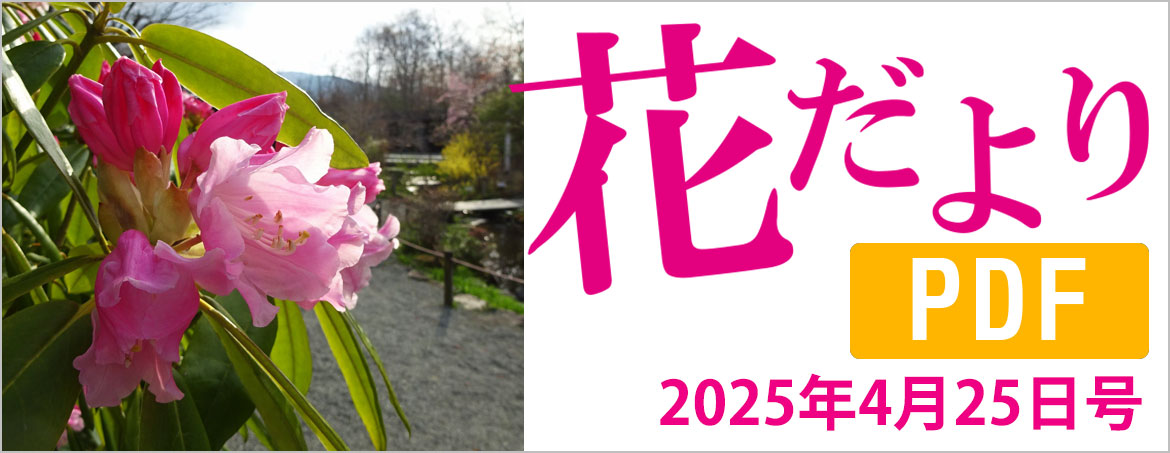 花だより2025年4月25日号