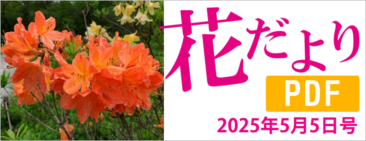 花だより2025年5月5日号