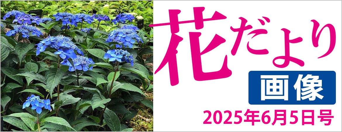 花だより2025年6月5日号