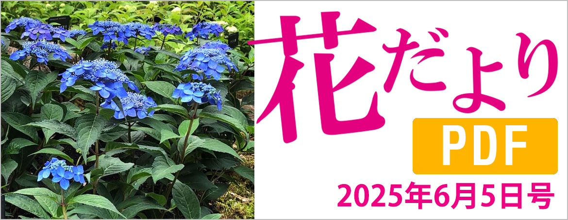 花だより2025年6月5日号