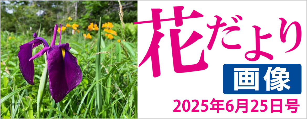 花だより2025年6月25日号