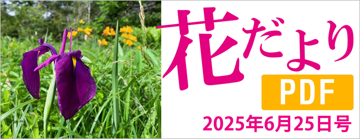 花だより2025年6月25日号