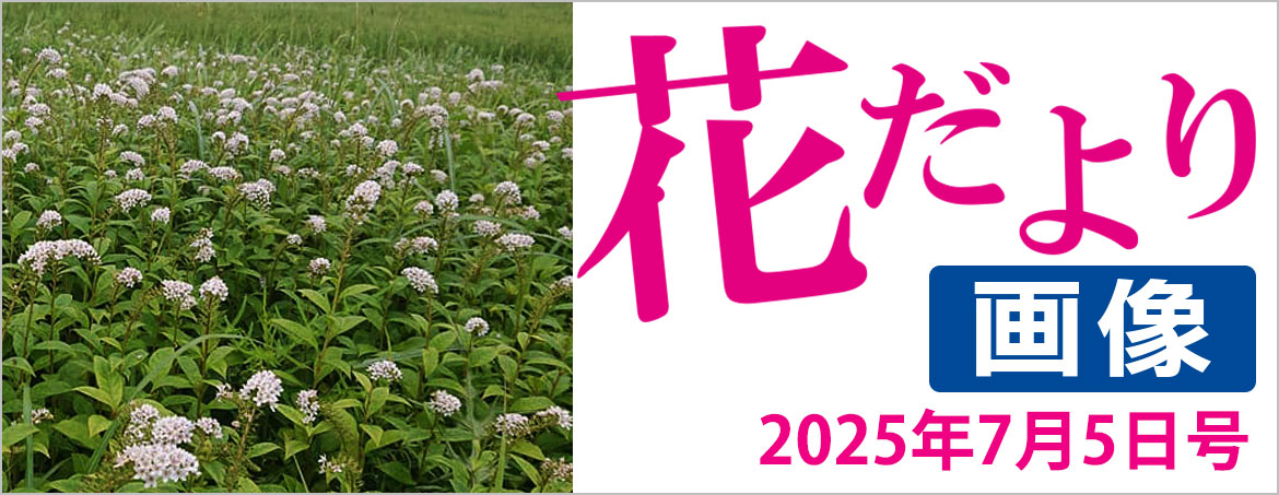 花だより2025年7月5日号