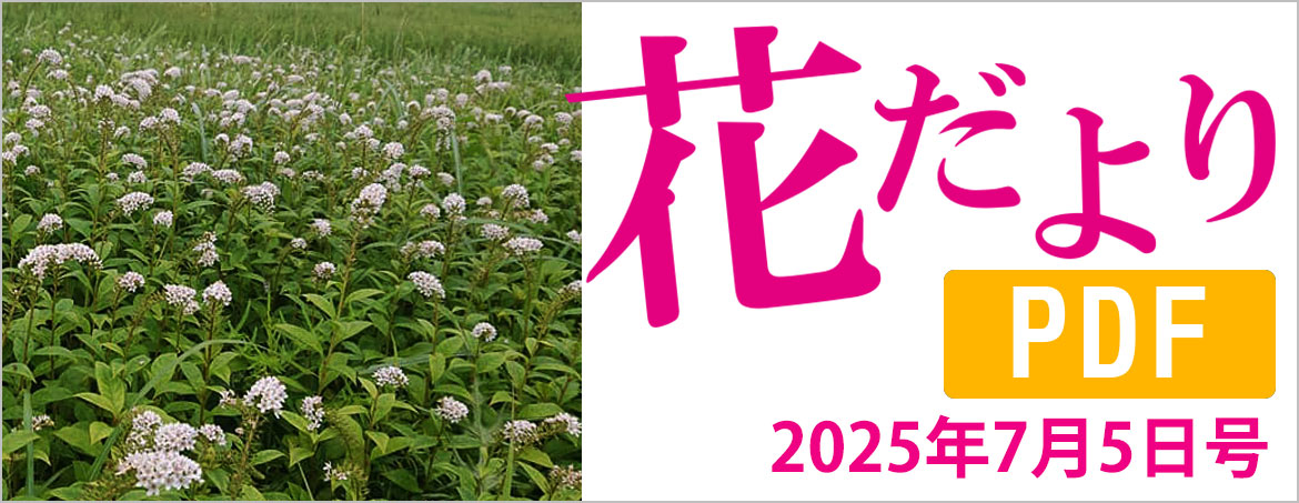 花だより2025年7月5日号