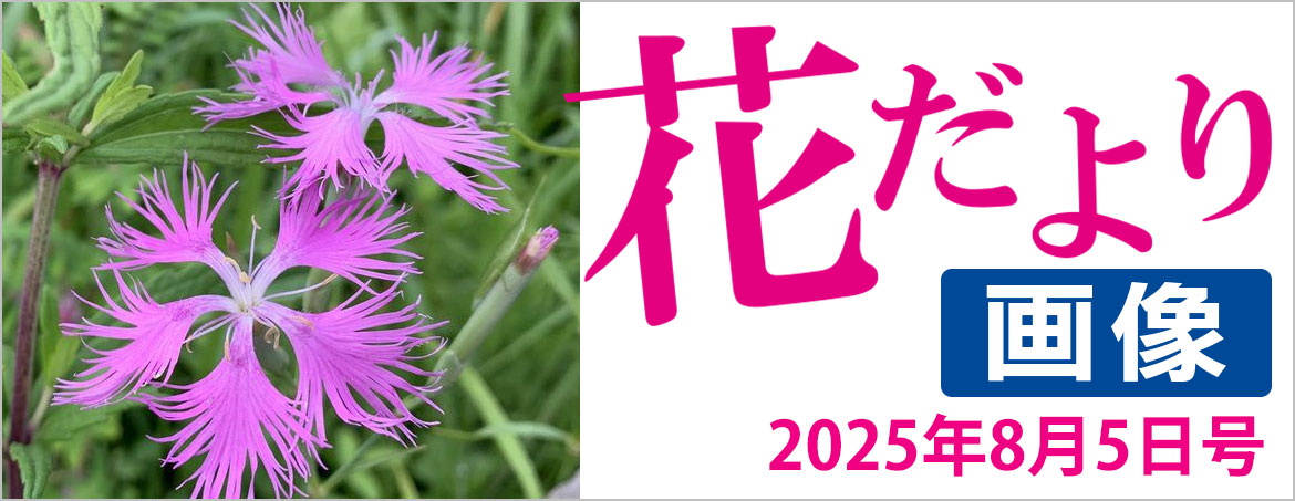花だより2025年8月5日号