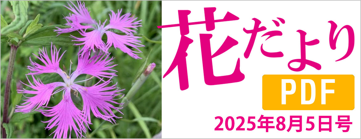 杪夏　箱根湿性花園のマツムシ草 パステル画 箱根湿生花園 - 小田原・箱根の人気観光地をご紹介！| 【公式