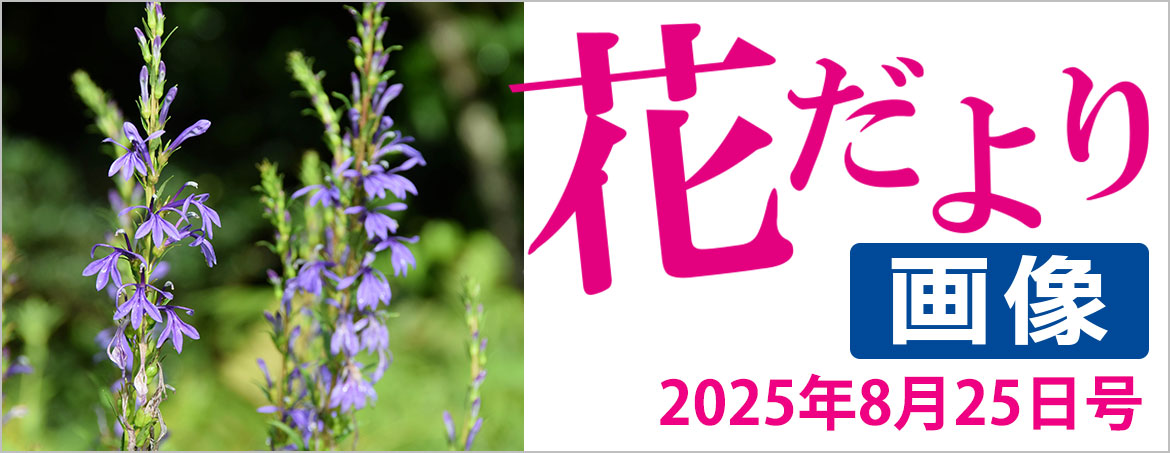 花だより2025年8月25日号