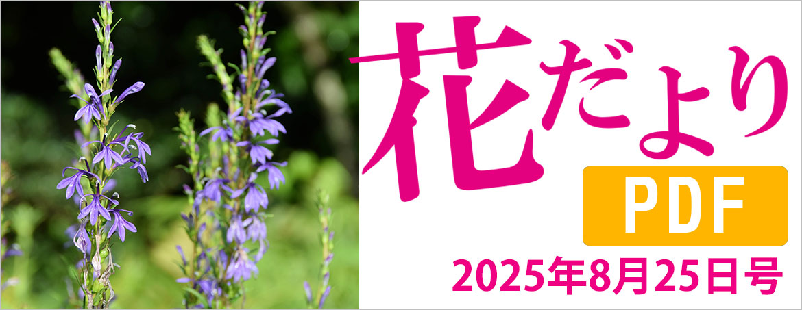 花だより2025年8月25日号