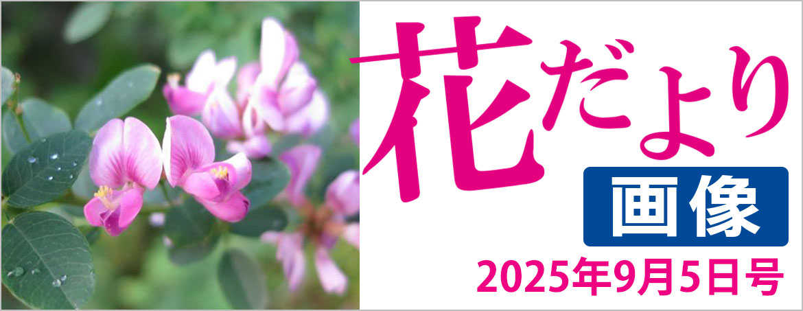 花だより2025年9月5日号