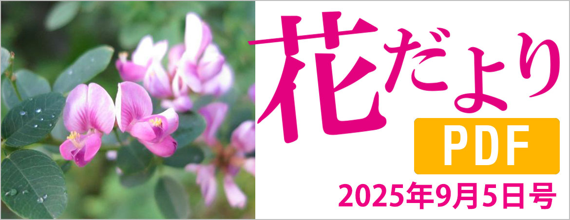 花だより2025年9月5日号