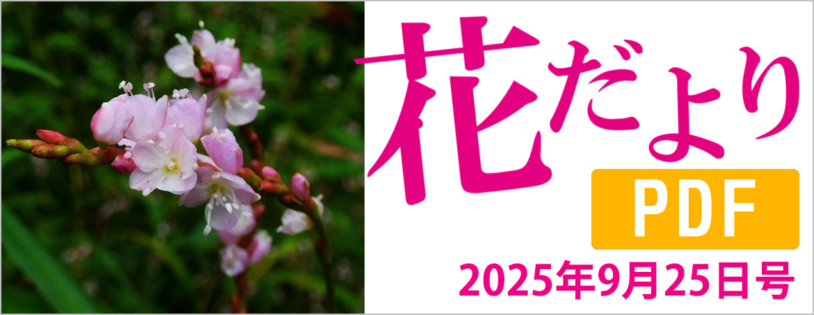 花だより2025年9月25日号