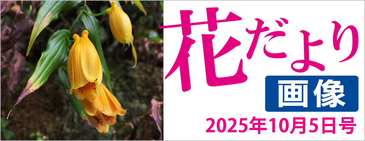 花だより2025年10月5日号