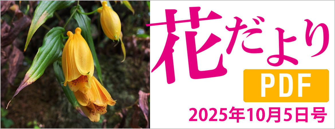花だより2025年10月5日号