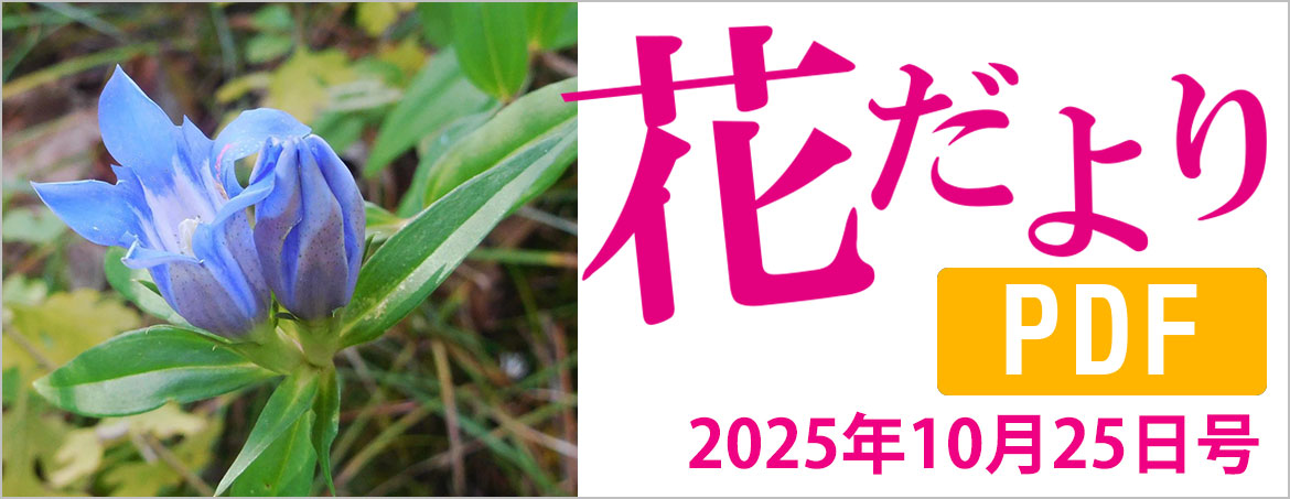 花だより2025年10月25日号