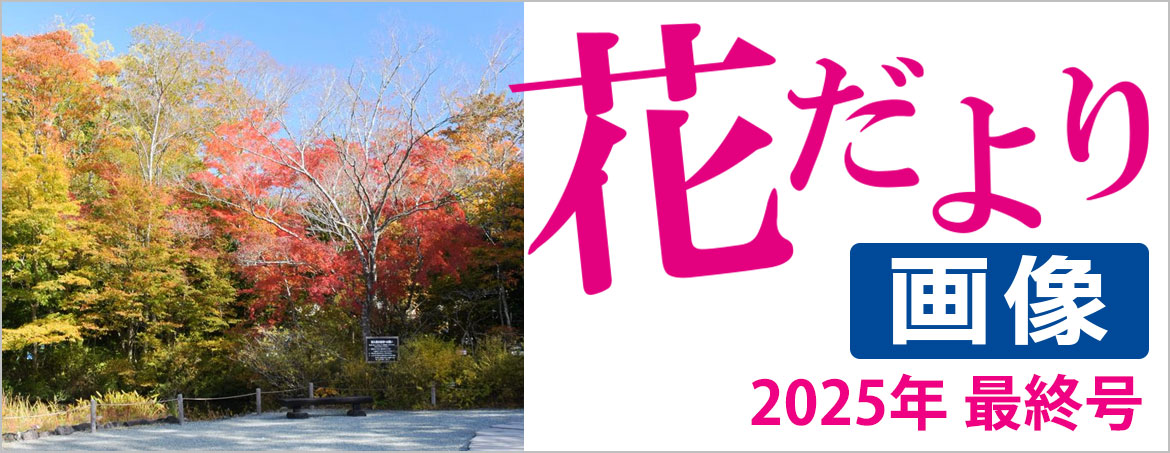 花だより2025年11月25日号