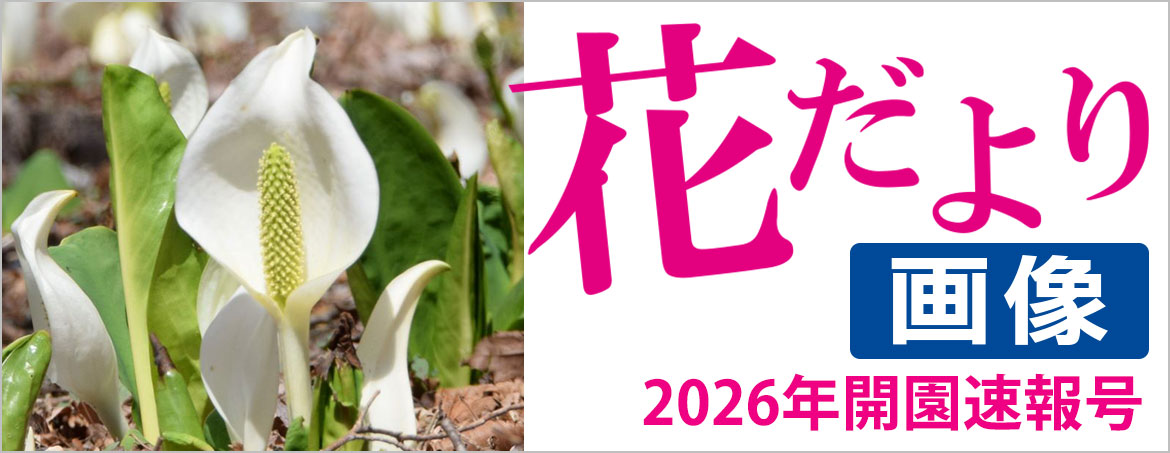 花だより2026年3月14日号