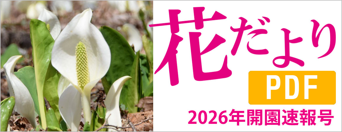 花だより2026年3月14日号