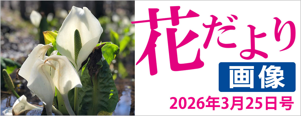花だより2026年3月25日号