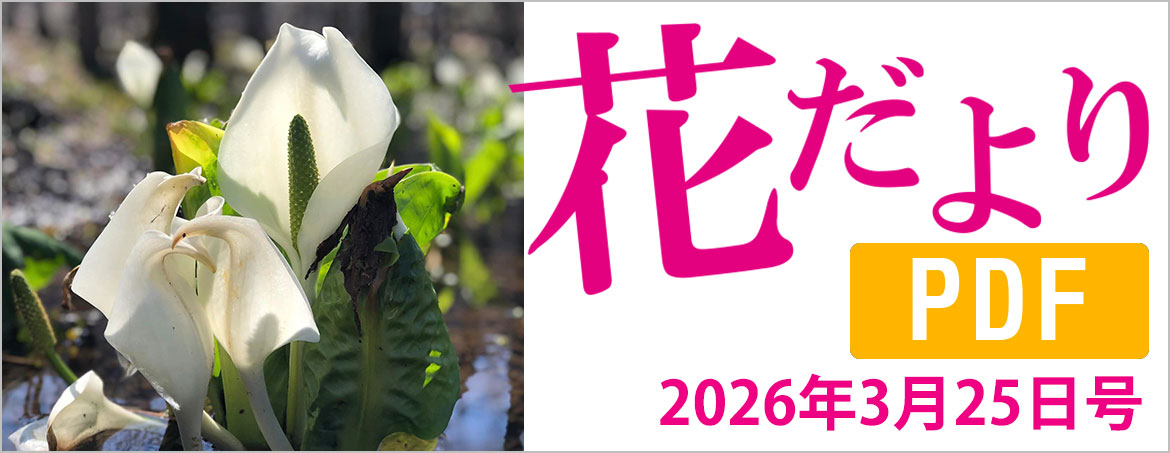 花だより2026年3月25日号
