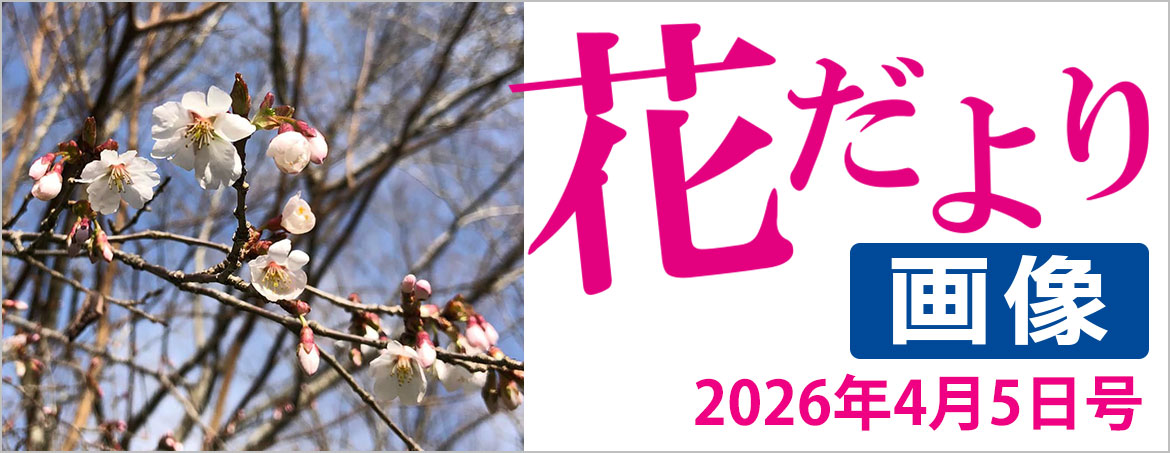 花だより2026年4月5日号