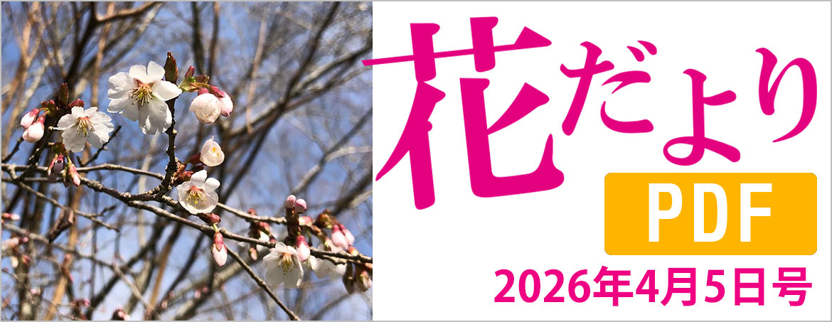 花だより2026年4月5日号