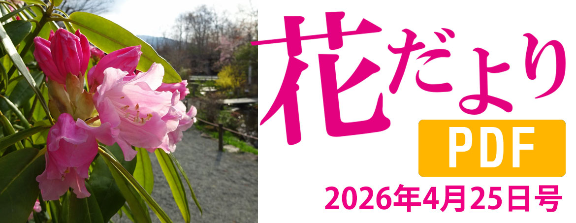花だより2026年4月25日号