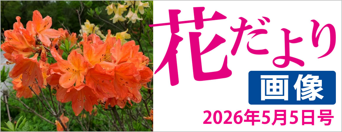 花だより2026年5月5日号