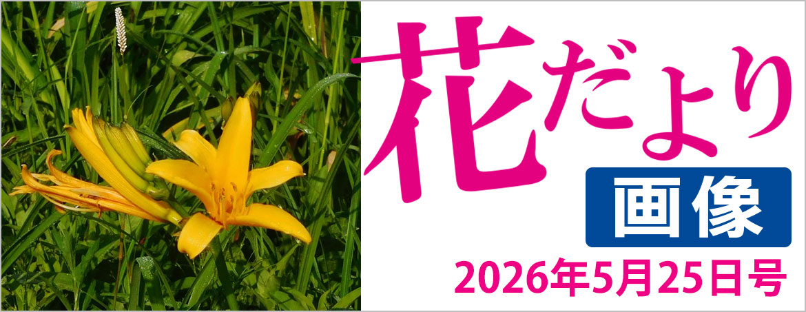 花だより2026年5月25日号