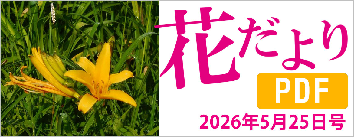 花だより2026年5月25日号