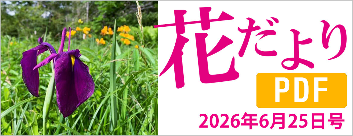 花だより2026年6月25日号