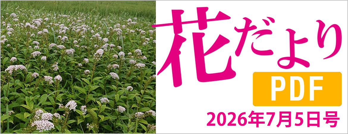花だより2026年7月5日号