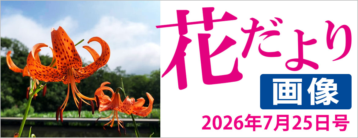 花だより2026年7月25日号