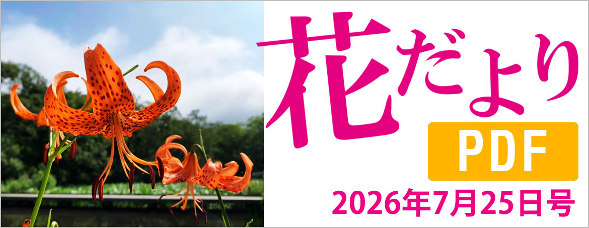 花だより2026年7月25日号