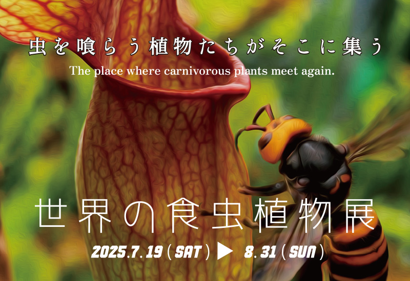 世界の食虫植物展